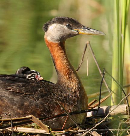 The Red-necked Grebes and their amazing success story