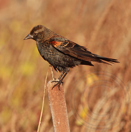 immature male Red-winged Blackbird?