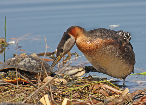 Red-necked Grebes and the turtle - 2008