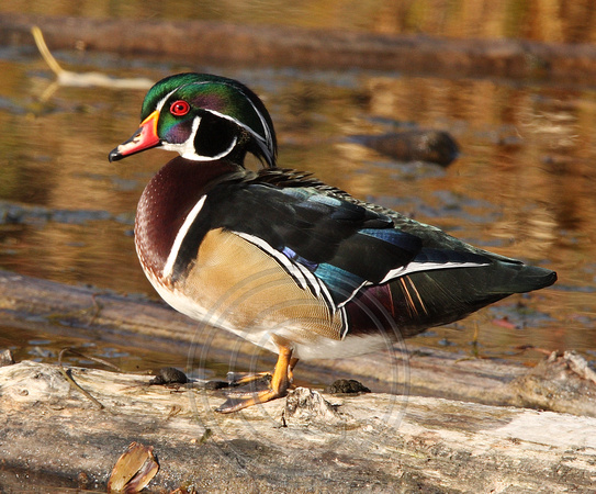Gorgeous male Wood Duck