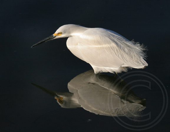 Snowy Egret in late day light