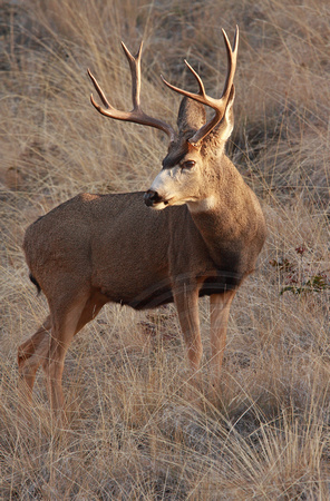 Eight point Mule Deer buck in season