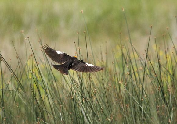 Yellow-headed Blackbird flying in a marsh