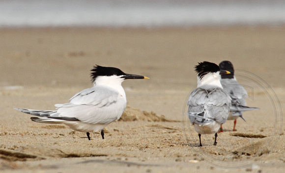 Sandwich Terns (one banded)