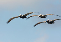 ...here they come - Pelicanus occidentalis
