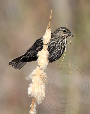 female Red-winged Blackbird gathering nest material