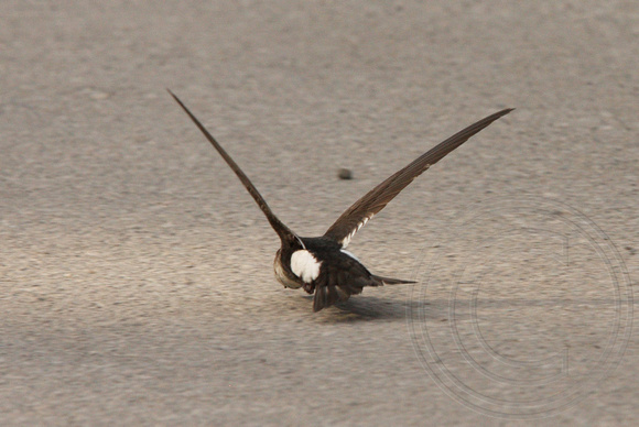WT Swift swooping over road to forage