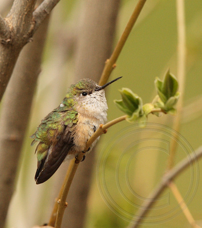 female Calliope Hummingbird in her hunched pose