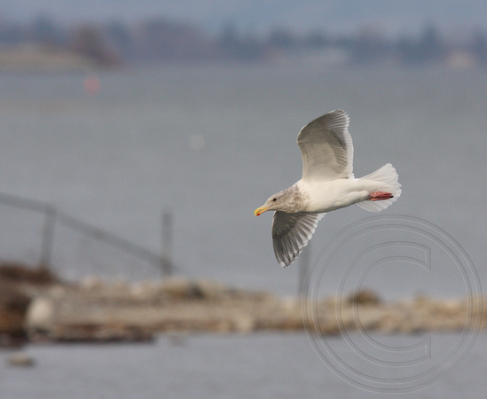 winter Glaucous-winged Gull