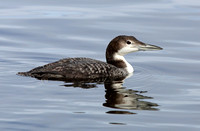 Common Loon in basic plumage