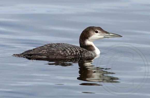 Common Loon in basic plumage