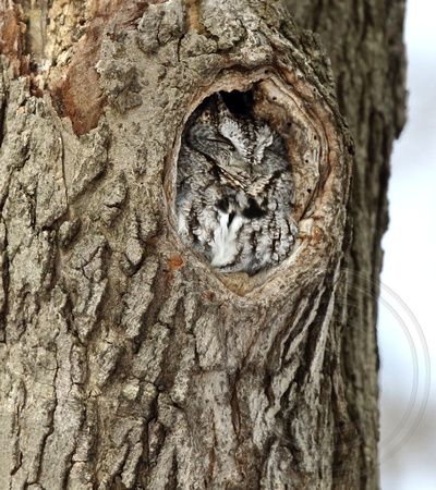 Eastern Screech-Owl gray morph