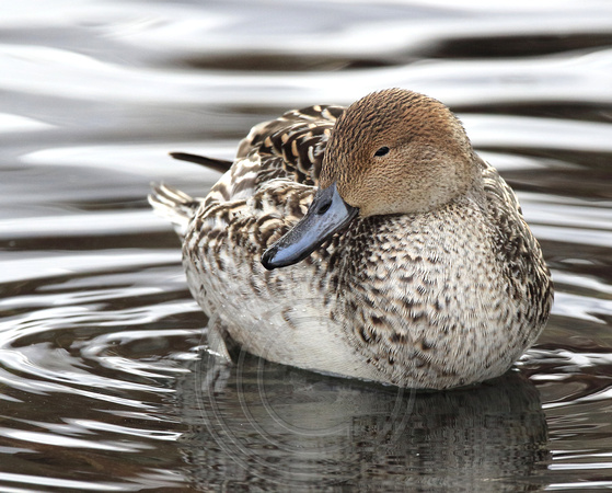 female Northern Pintail