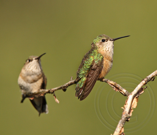 female Calliope hummers waiting in line for the feeder