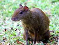 Agouti on the lodge grounds every morning