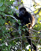 Young Howler monkey up in the trees of the estuary, adults nearby