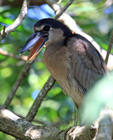 Boat-billed Heron at estuary was difficult to see at first - good spotting guides!