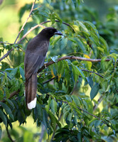 Brown Jay from Toucan Tower