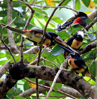Aracaris displaying (or being "silly" with their big bills;)