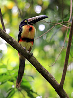 Collared Aracari, the "other" toucan