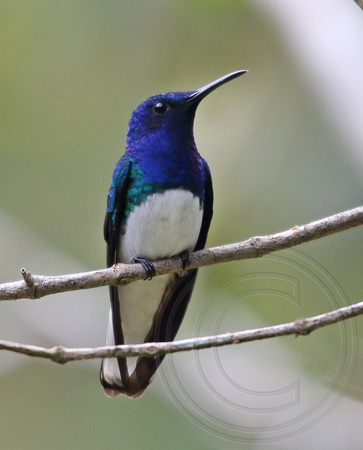 White-necked Jacobin