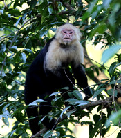 Capuchin Monkey swinging by as I sat in the Toucan Tower