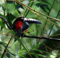 red rump, like the color of a trogon