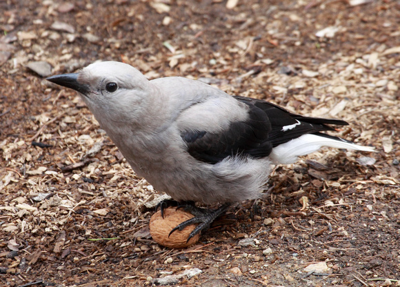 young Clark's Nutcracker trying to open a nut