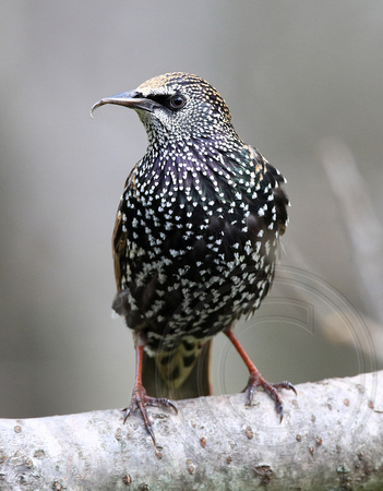 Starling with bill overgrowth