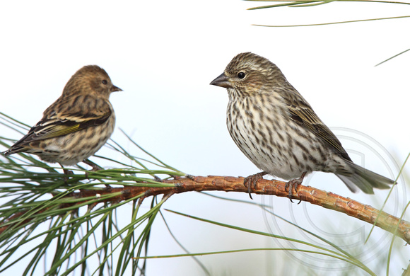 Pine Siskin next to a female Cassin's Finch