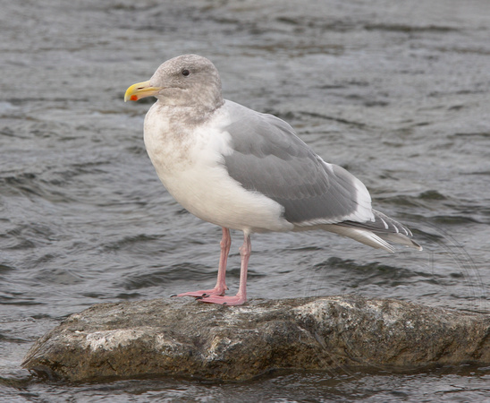adult winter Glaucous-winged Gull