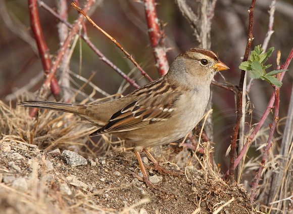 immature White-crowned Sparrow