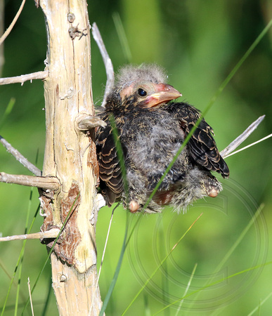 fledgling Red-winged Blackbird
