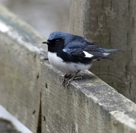 Black-throated Blue at Rondeau Park, ON
