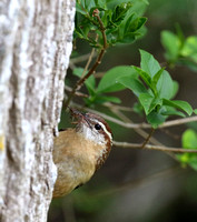 Carolina Wren with nest material