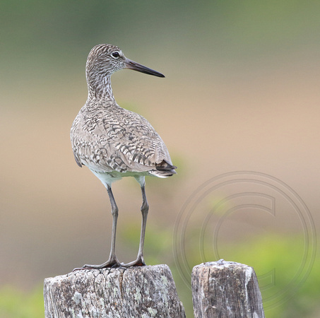 Willet in May