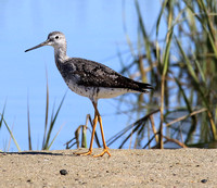 Greater Yellowlegs