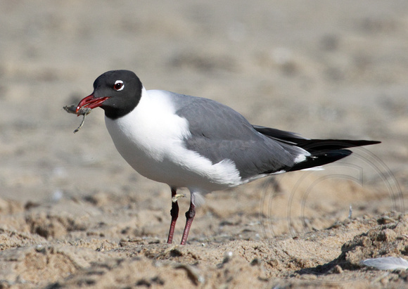 Laughing Gull with a tasty treat