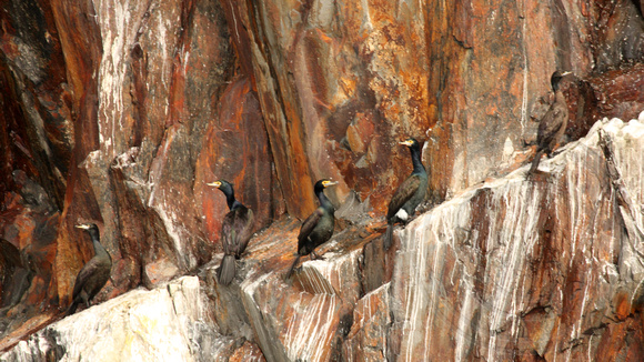 Red-faced Cormorants on a cliff