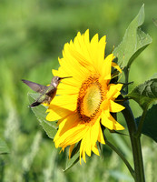 immature Black-chinned with sunflower