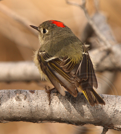 male Ruby-crowned Kinglet just after a bath
