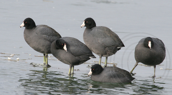 Coot Collection