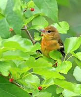 Baby Baltimore in a mulberry bush