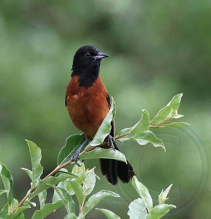 adult male Orchard Oriole