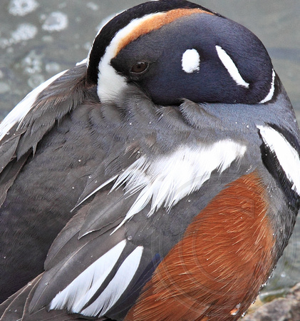 male Harlequin Duck closeup pattern