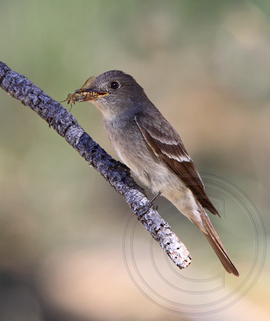 Western Wood-Pewee with a wasp