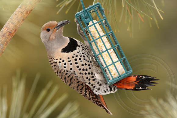 female red-shafted Northern Flicker eating suet