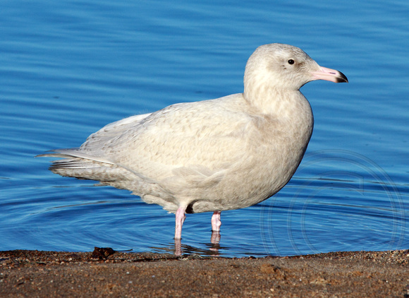 juvenile Glaucous Gull