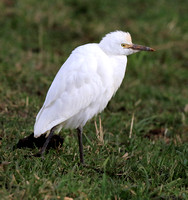 Cattle Egret in Ontario