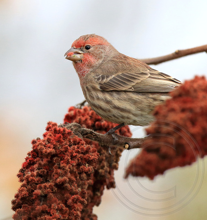 male House Finch eating sumac